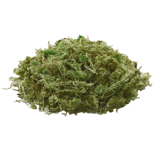 Pile,Of,Dry,Sphagnum,Moss,Isolated,On,White